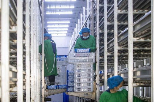 組圖 江蘇揚州 工廠化立體種植食用菌助增收